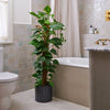 Devil's Ivy on Moss Pole & Pot