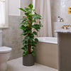Devil's Ivy on Moss Pole & Pot