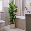 Devil's Ivy on Moss Pole & Pot