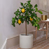 Lemon Tree