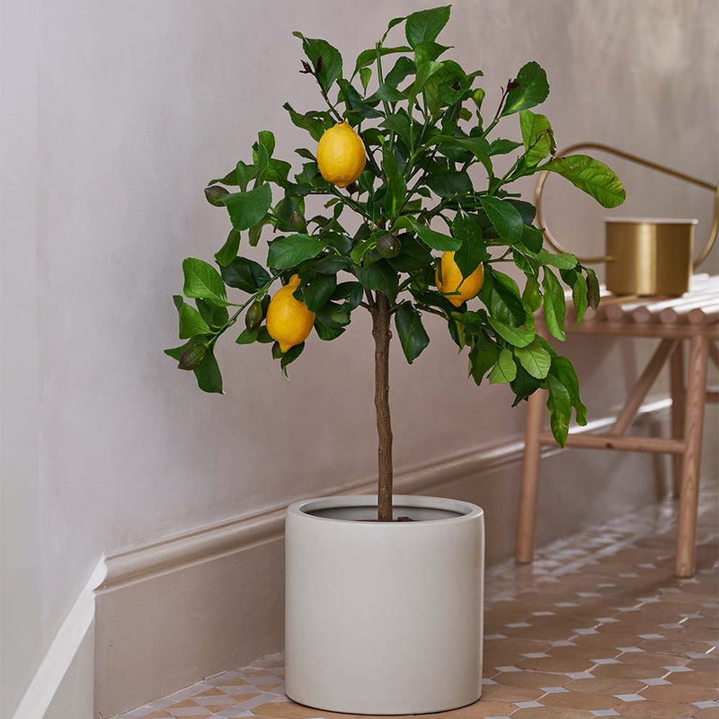 Lemon Tree