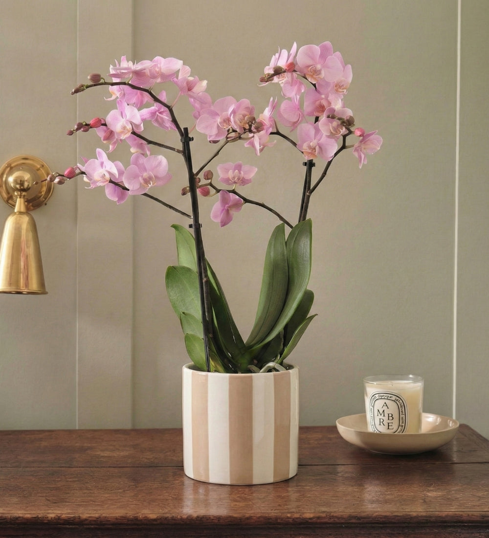 Pink Orchid & Pot
