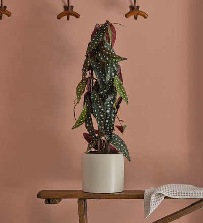 Artificial Begonia Maculata