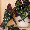 Artificial Hanging Begonia