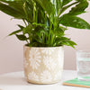 Beige Daisy Pot