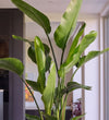 Close-up of Large Bird of Paradise large paddle-shaped leaves
