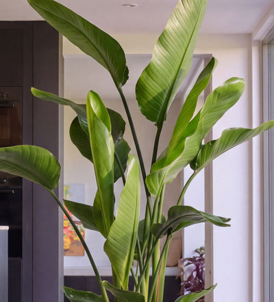 Close-up of Large Bird of Paradise large paddle-shaped leaves