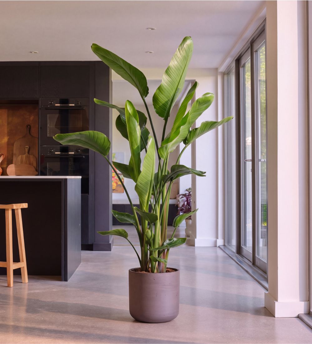 XL Bird of Paradise four stem, 160-170cm tall, in a plum pot in a kitchen