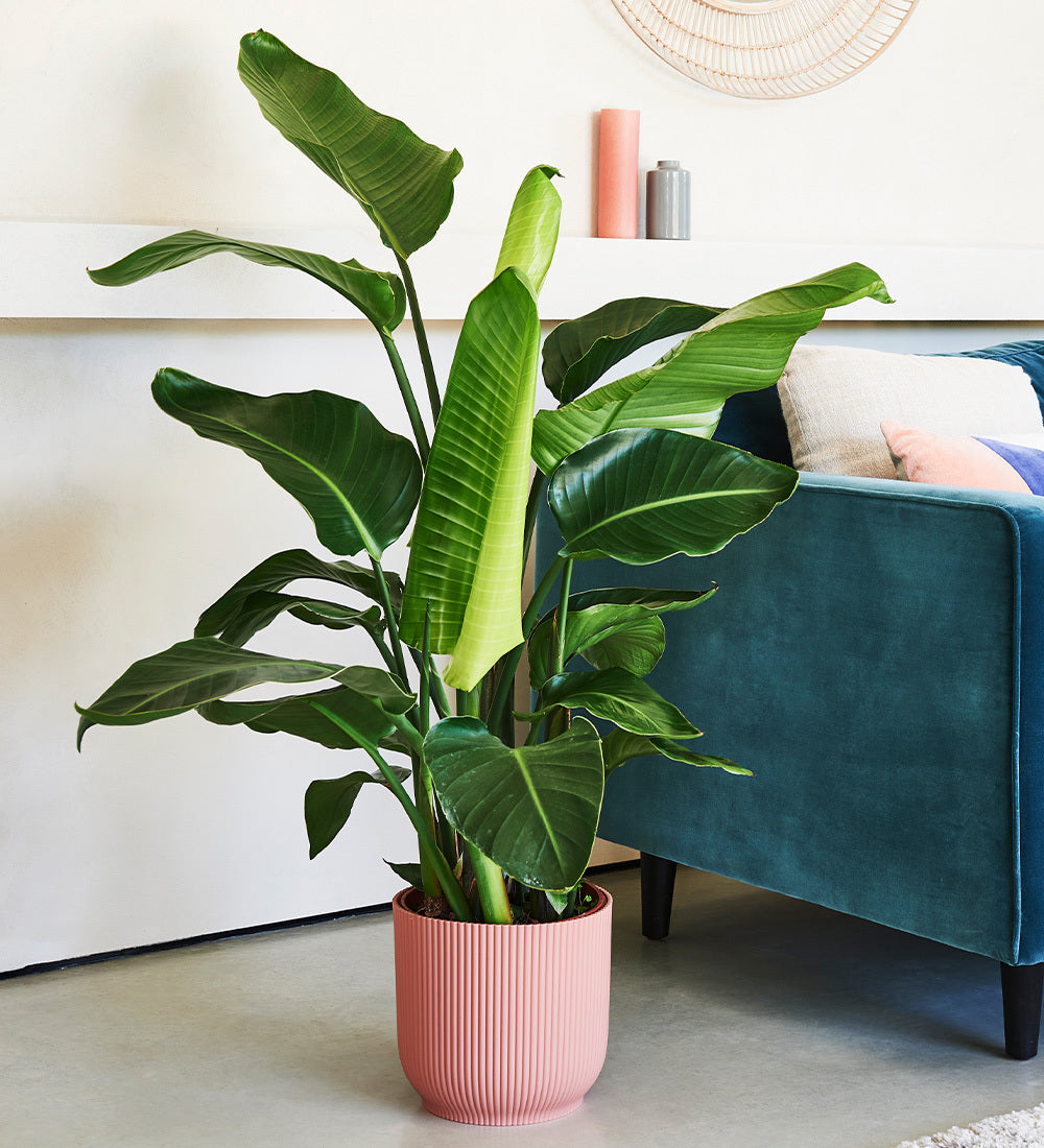 Tropical Indoor Plants | Lush Greenery for Every Room