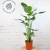Bird of Paradise & Pot