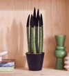 Black Velvet Dipped Snake Plant & Pot