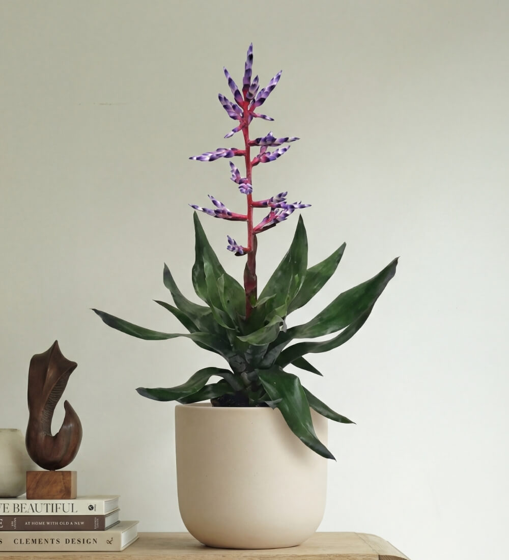 Blue Rain Bromelia
