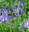 English Bluebell Bulbs
