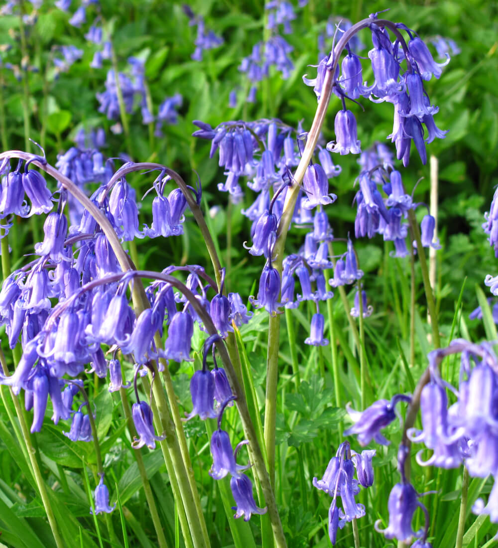 English Bluebell Bulbs