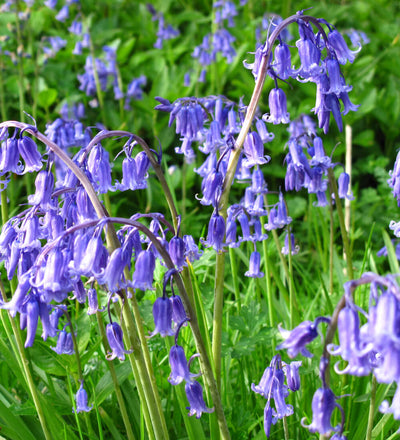 English Bluebell Bulbs