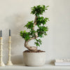 Bonsai Ficus Ginseng & Pot