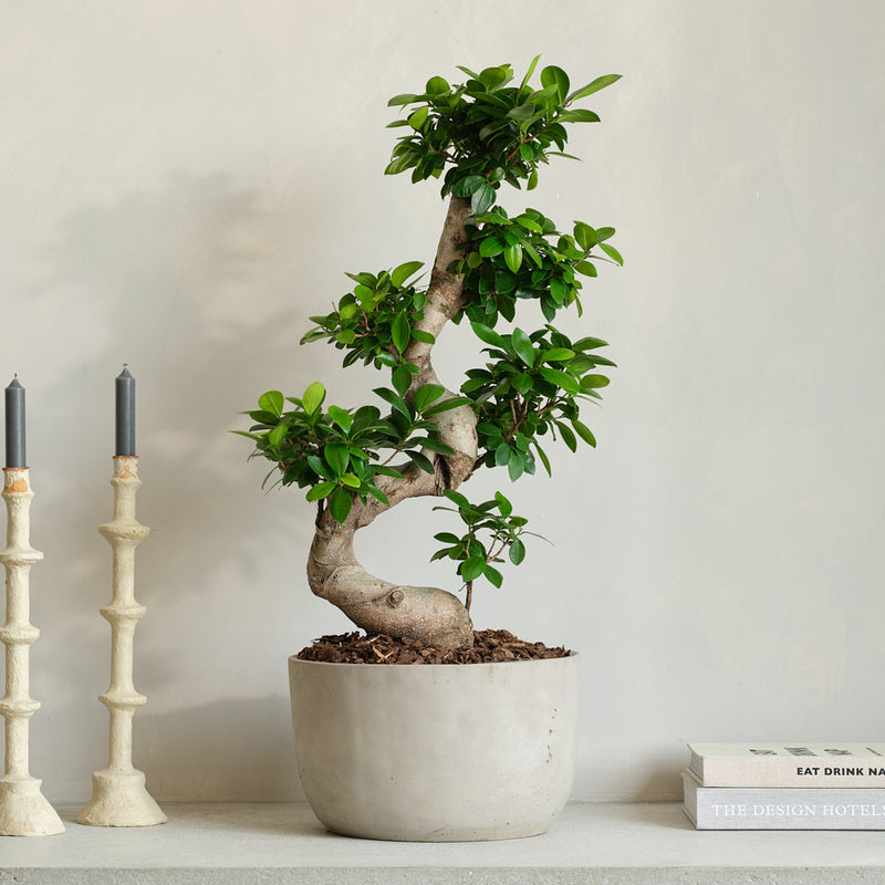 Bonsai Ficus Ginseng & Pot