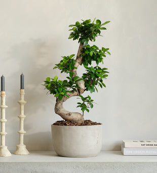 Bonsai Ficus Ginseng & Pot