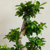 Bonsai Ficus Ginseng & Pot