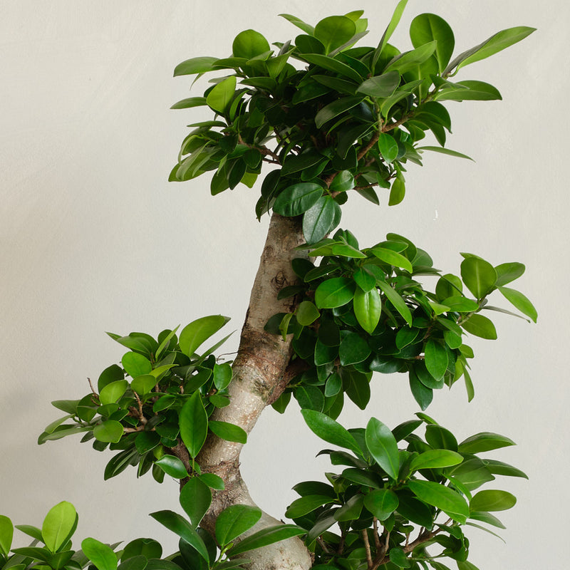 Bonsai Ficus Ginseng & Pot