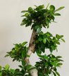Bonsai Ficus Ginseng & Pot