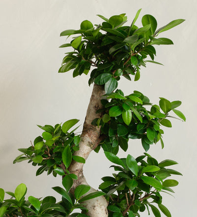 Bonsai Ficus Ginseng & Pot