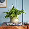 Boston Fern & Pot