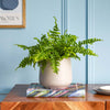 Boston Fern & Pot