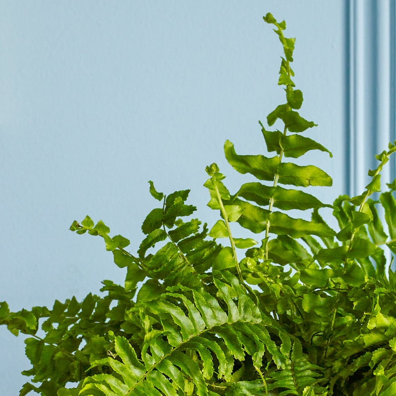 Boston Fern & Pot