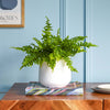 Boston Fern & Pot