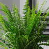 Houseplant Subscription