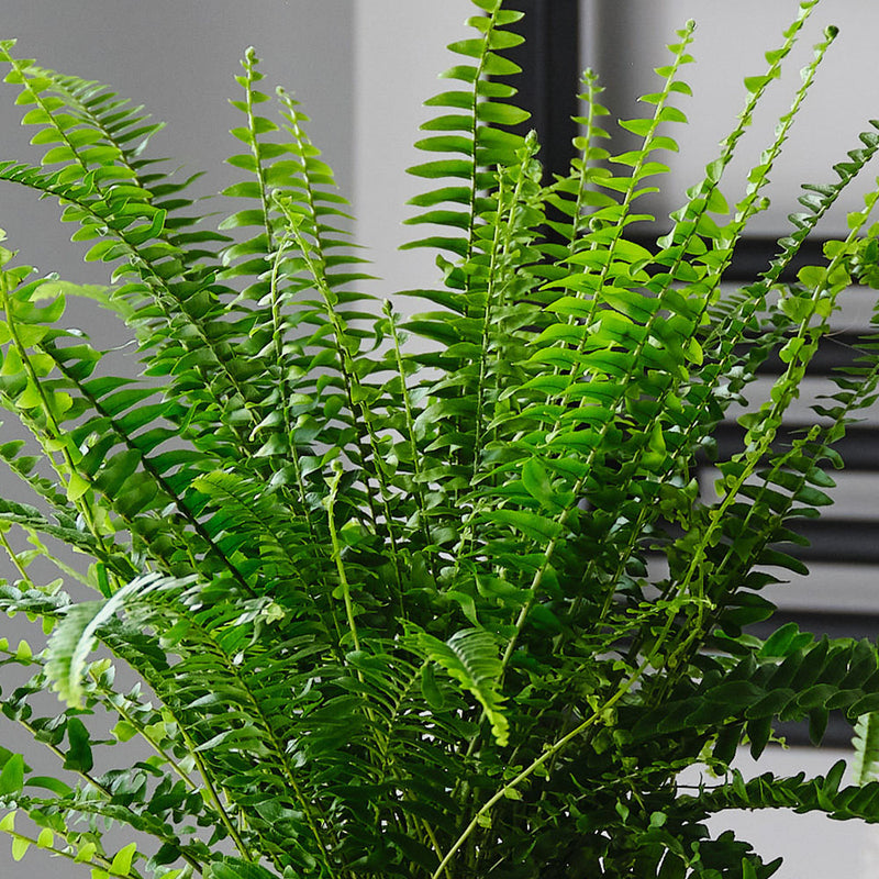 Houseplant Subscription