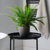 Boston Fern & Pot