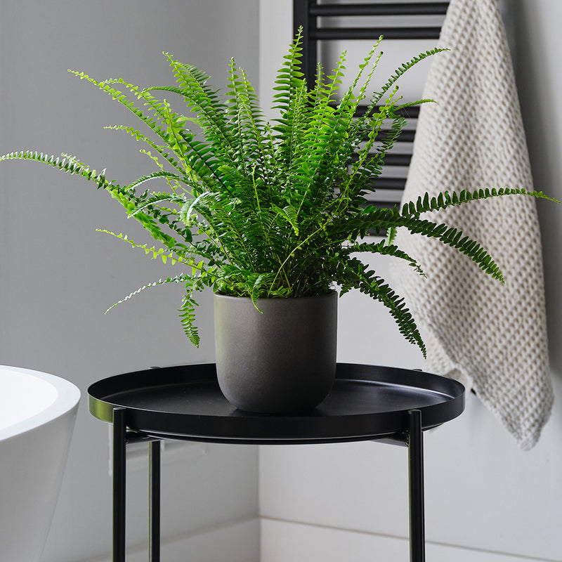 Boston Fern & Pot