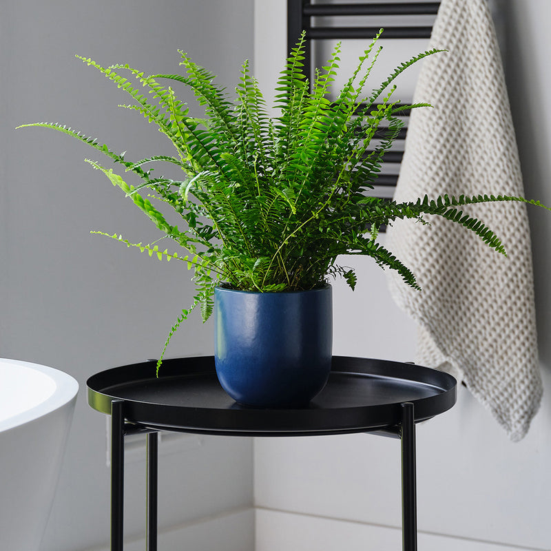 Boston Fern & Pot