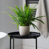 Boston Fern & Pot