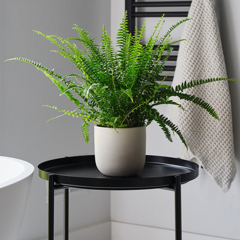 Boston Fern & Pot