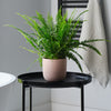 Boston Fern & Pot