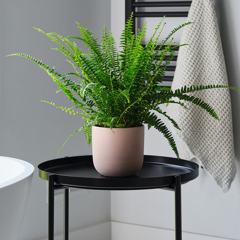 Boston Fern & Pot