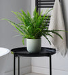 Boston Fern & Pot