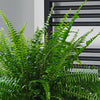 Boston Fern & Pot