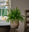 Boston Fern