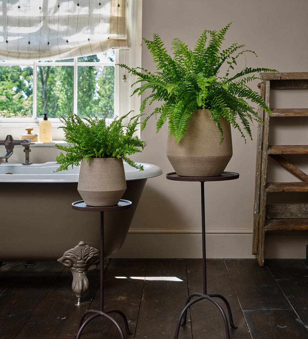 Boston Fern