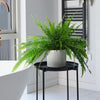 Boston Fern & Pot