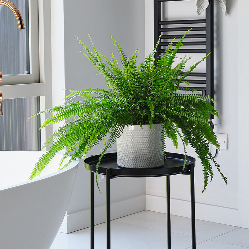 Boston Fern & Pot