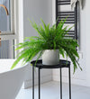 Boston Fern & Pot