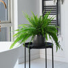Boston Fern & Pot