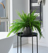 Boston Fern & Pot