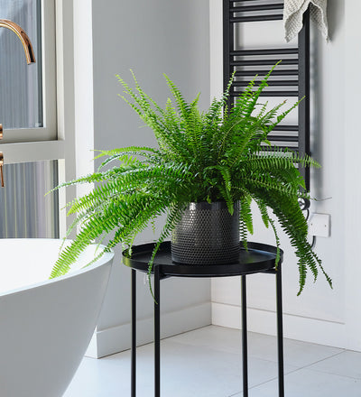 Boston Fern & Pot