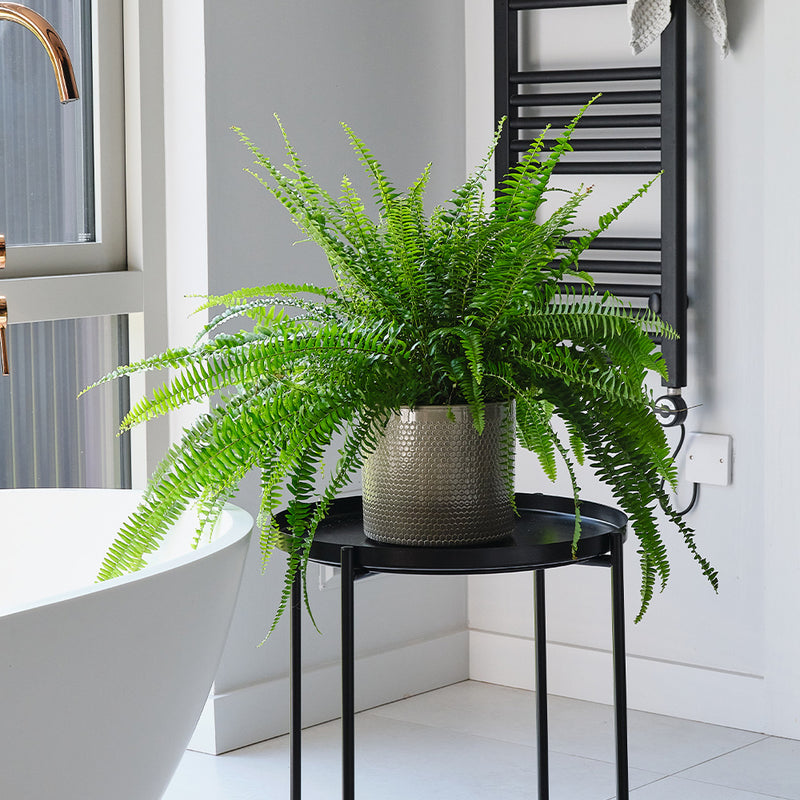Boston Fern & Pot